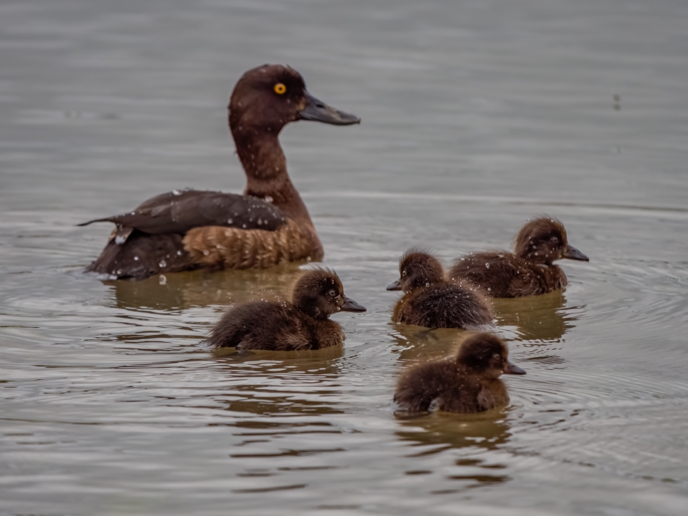 Habitat works lead to baby boom on Wader Lake